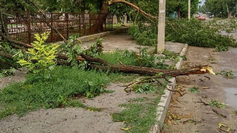 Bărbat din Bălți, dus la spital după ce a căzut un copac peste el