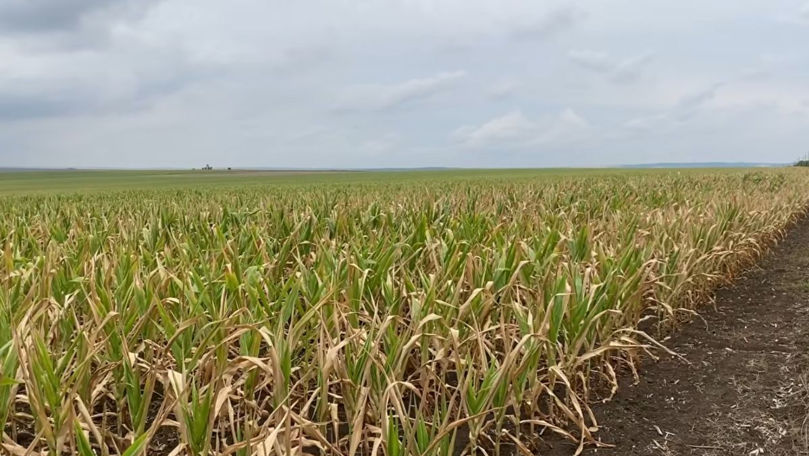 Raioanele Ștefan Vodă și Căușeni cer stare de urgență în agricultură