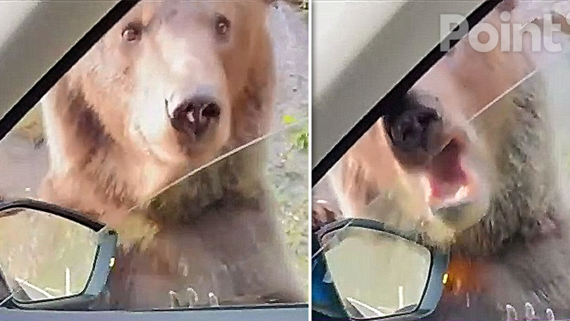 В Румынии на высокогорной трассе медведь начал лезть в автомобиль, требуя гостинца.