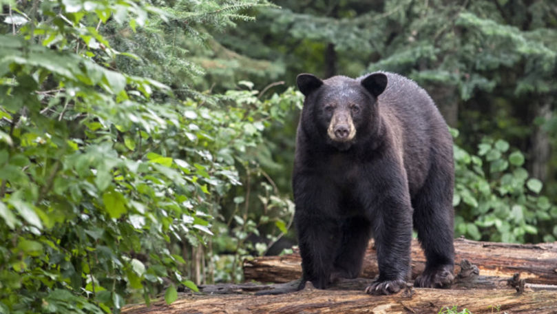O femeie de 62 de ani din Statele Unite a fost ucisă de un urs negru