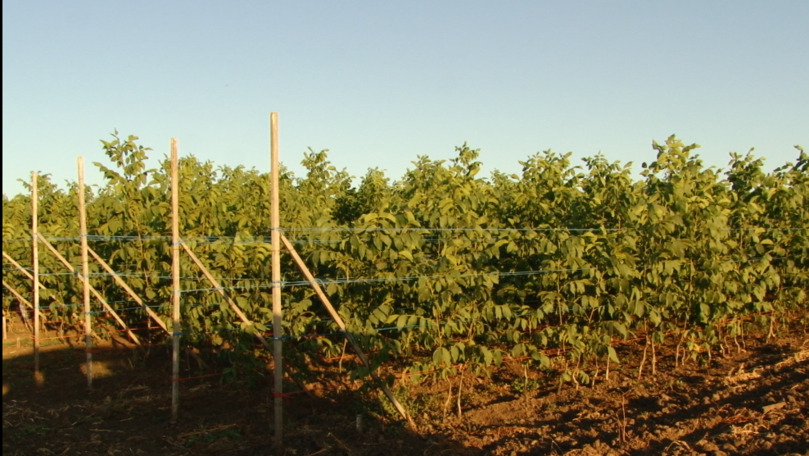Un agricultor din nordul țării a creat primul soi de nuci fără viruși