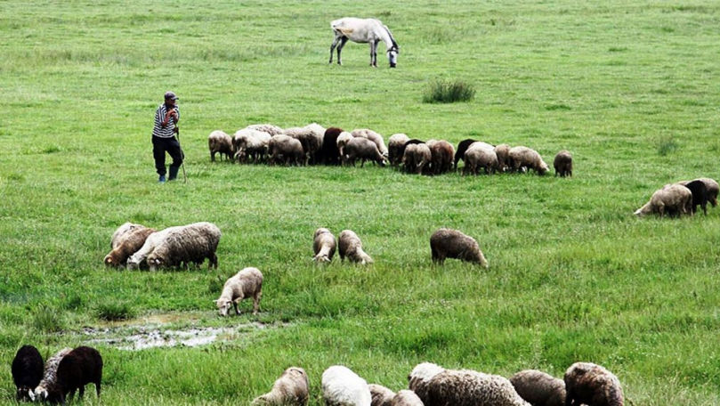 O fostă stână de oi şi capre din Criuleni, cu datorii de 100 de milioane