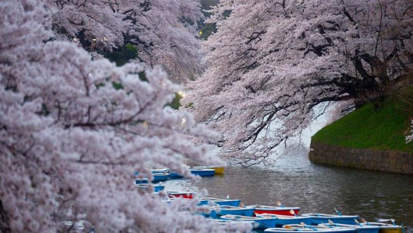 Japonia: Cireșii înfloriți generează venituri fabuloase pentru țară