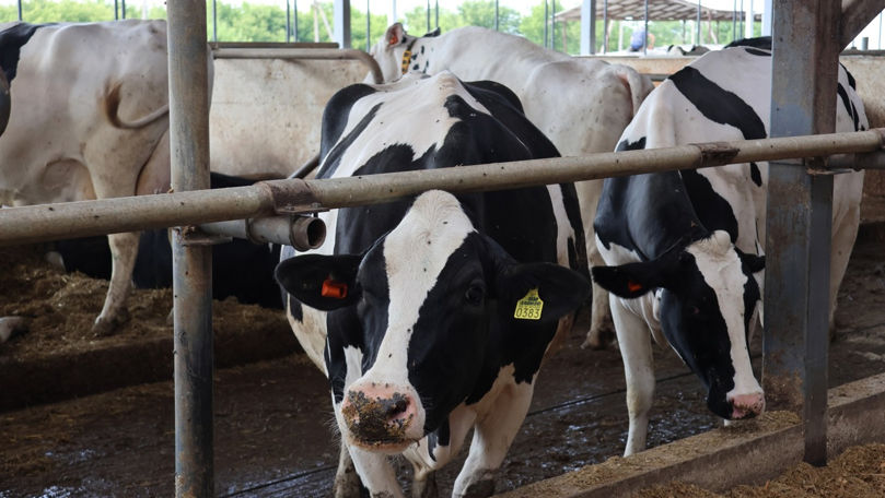 Canicula poate fi fatală pentru animale: Ce măsuri trebuie întreprinse