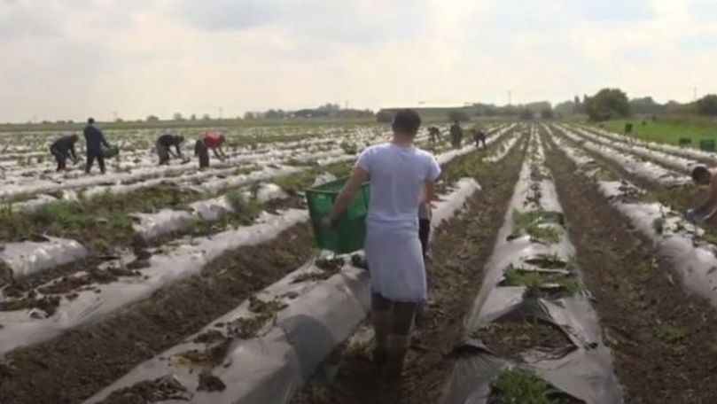 Germania îşi deschide graniţele pentru muncitorii sezonieri