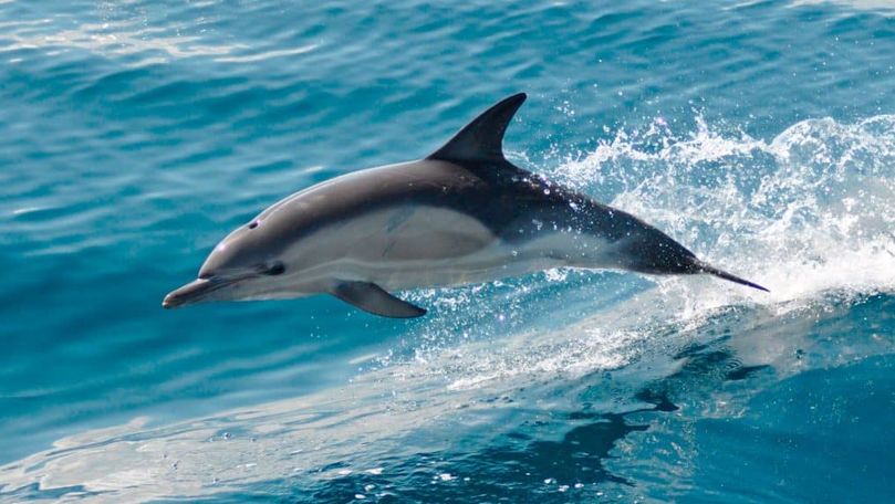 Gestul de mulţumire al unei mame delfin pentru un grup de pescari