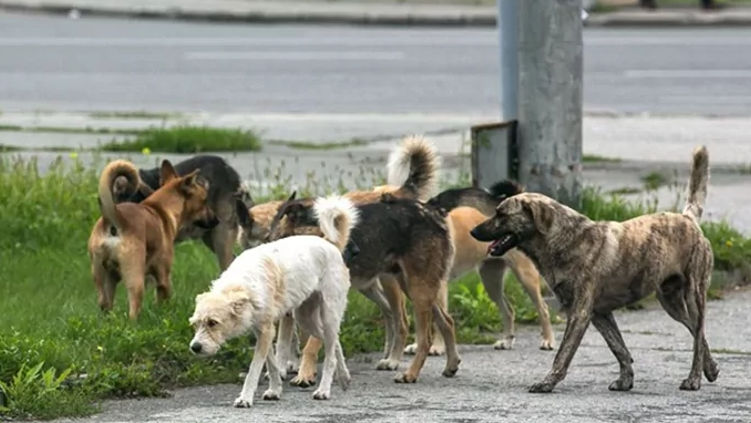 В Молдове почти 100 детей пострадали от укусов собак в 2026 году.