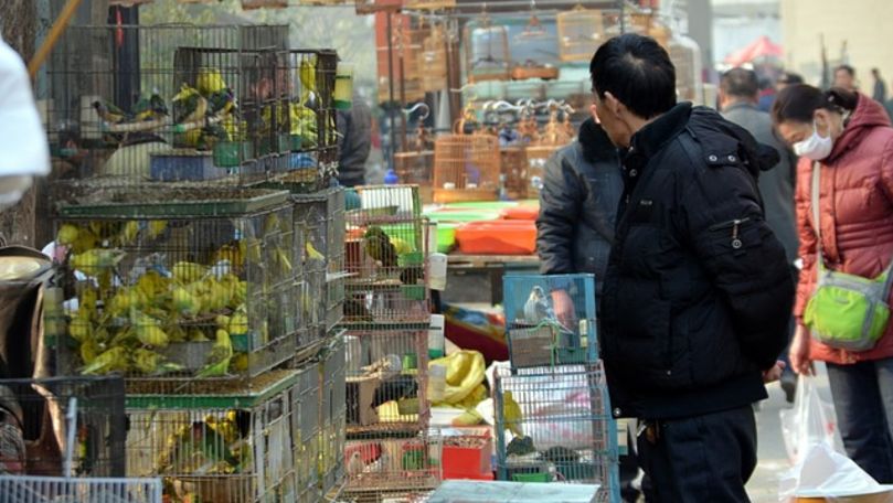 China închide treptat toate pieţele unde se vând păsări vii