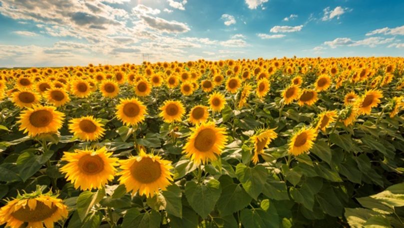 Fermierii au început lucrările de recoltare a florii-soarelui la Soroca