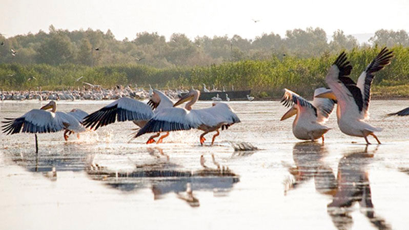 Au revenit pelicanii: Lacul Beleu, admirat de turişti și localnici