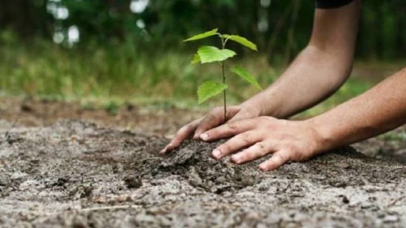Campania de plantare a copacilor începe pe 13 noiembrie în R. Moldova