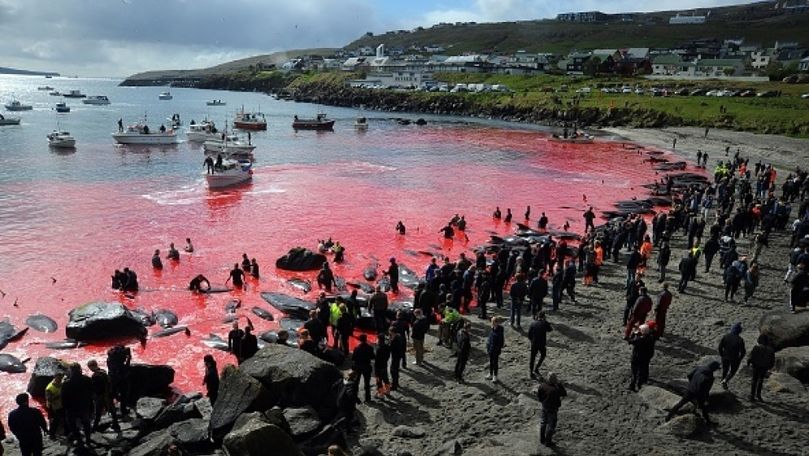 Sute de balene și zeci de delfini, omorâți într-un masacru autorizat