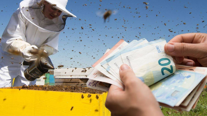 Producție scăzută de miere în 2025: Apicultorii, în prag de criză
