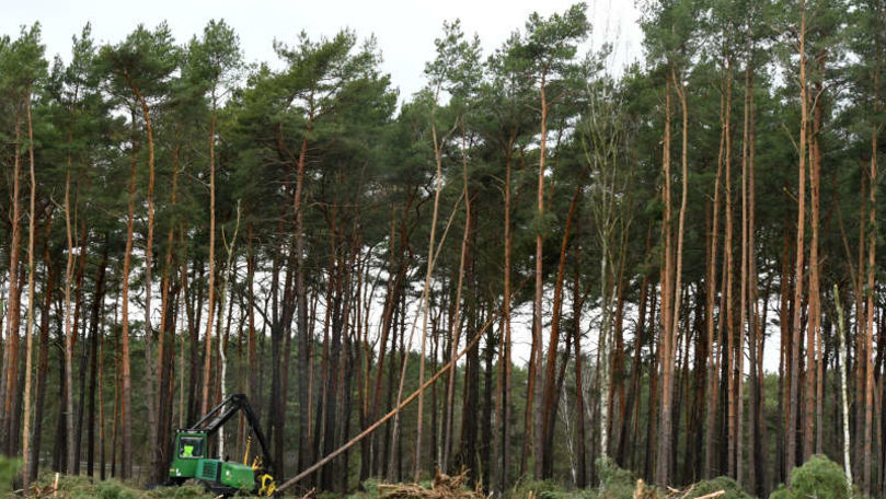 Tesla a reluat tăierea copacilor pentru construcţia uzinei din Germania
