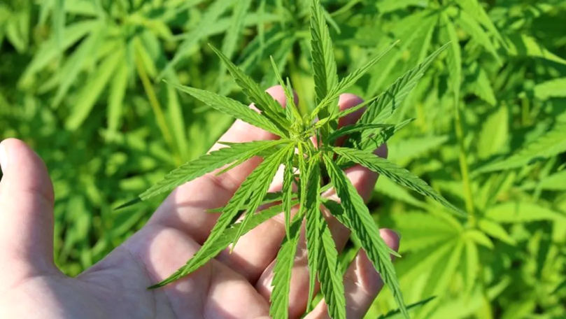 Plante similare cu cânepa, găsite în curtea unui bărbat din Grătiești
