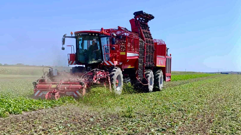 A început recoltarea sfeclei de zahăr: Mii de hectare, în lucru