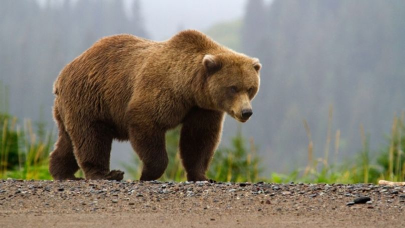 Momente teribile la un circ din Rusia: Un urs şi-a atacat antrenorul