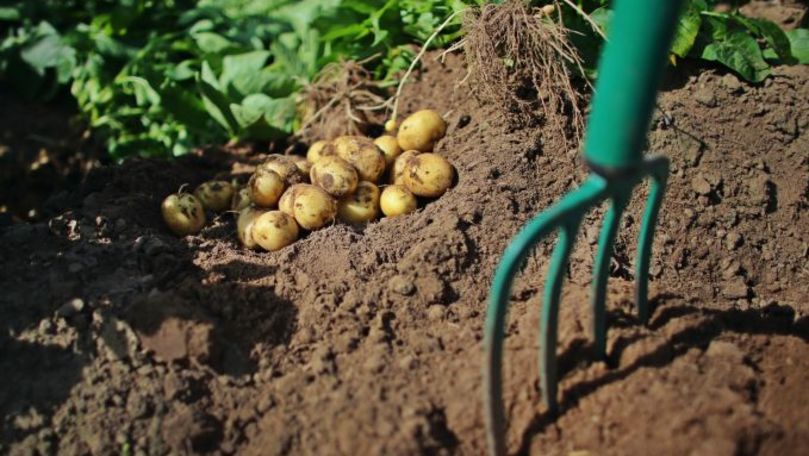 Producătorii de cartofi vor putea dezvolta o bază autohtonă de semințe