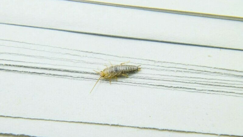 Apariția acestei insecte în casă poate duce la o problemă uriașă