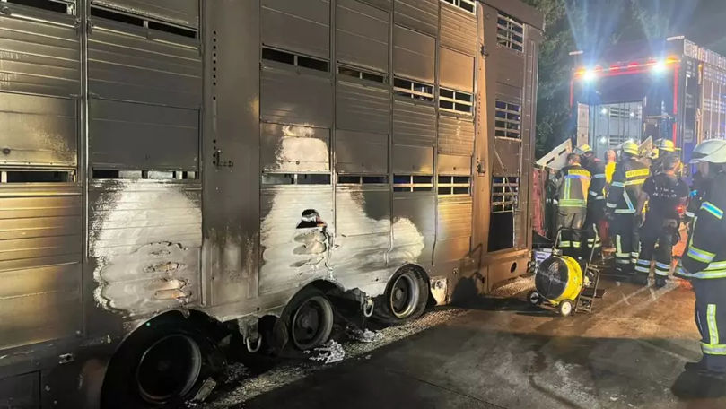 Germania: 40 porci au murit într-un camion care a luat foc pe autostradă