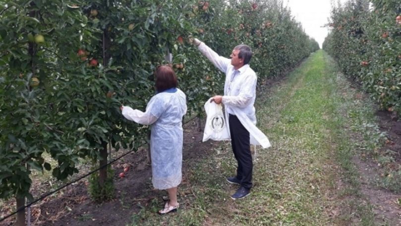 Inspectorii ANSA, surprinși în livezile cu mere din R. Moldova