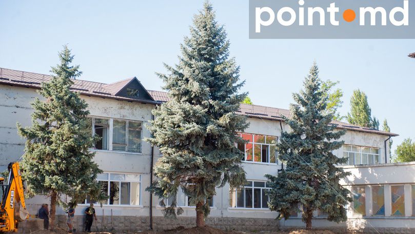 Выкорчеванные у Дворца профсоюзов ели пересадили.