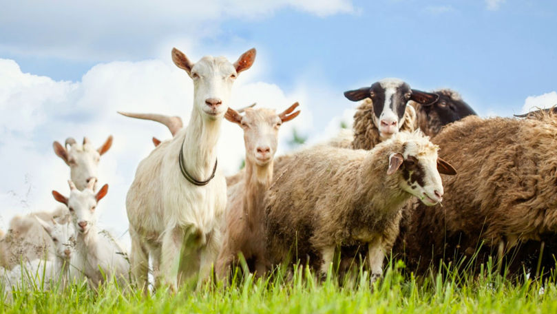 Молдавские сельхозпроизводители получат субсидии на овец, коз и коров.