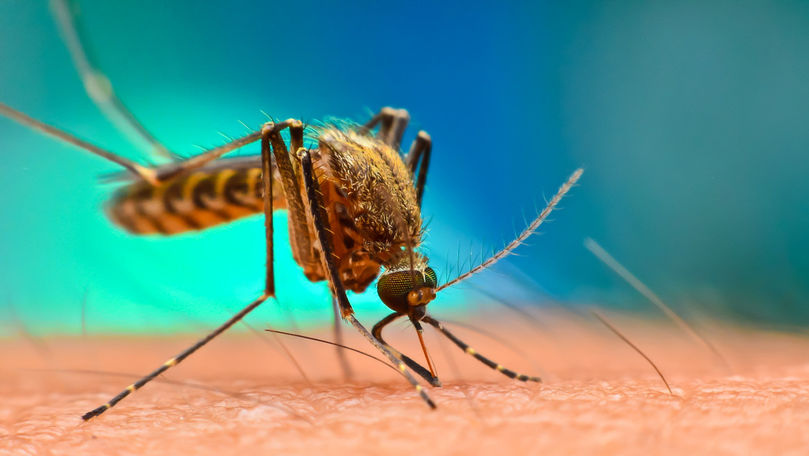 Savanții au descoperit un microb care protejează împotriva malariei