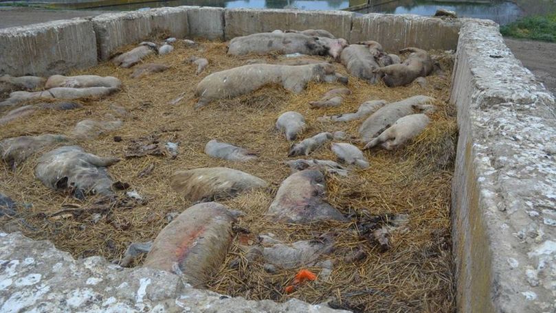 Imagini îngrozitoare cu porci morți într-o localitate din Rezina