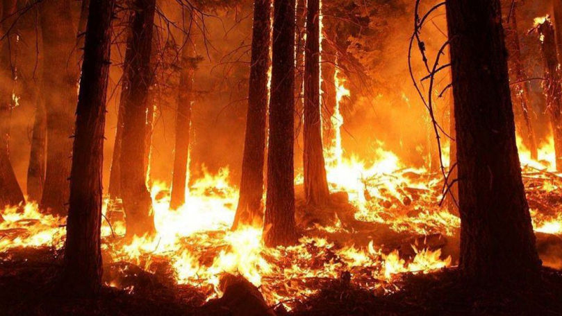 A dat foc la gunoi și a incendiat o pădure. Isprava unui fermier