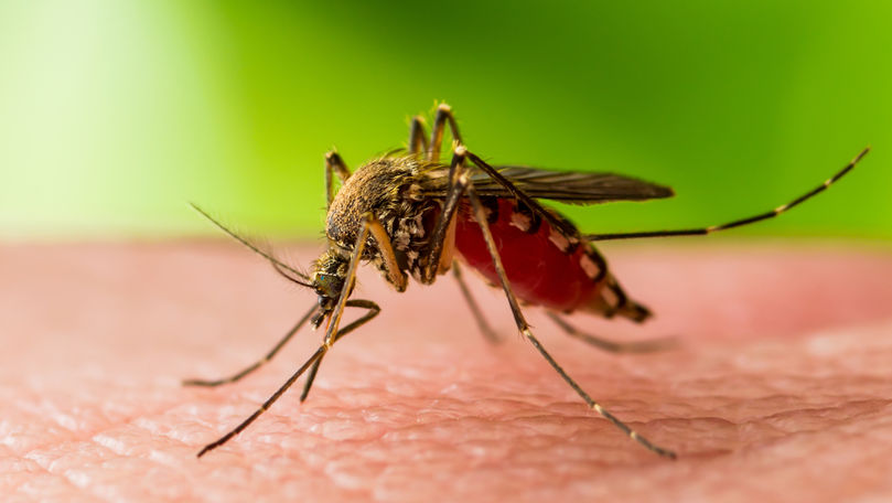 Alertă în România: Un bărbat, infectat cu virusul West Nile
