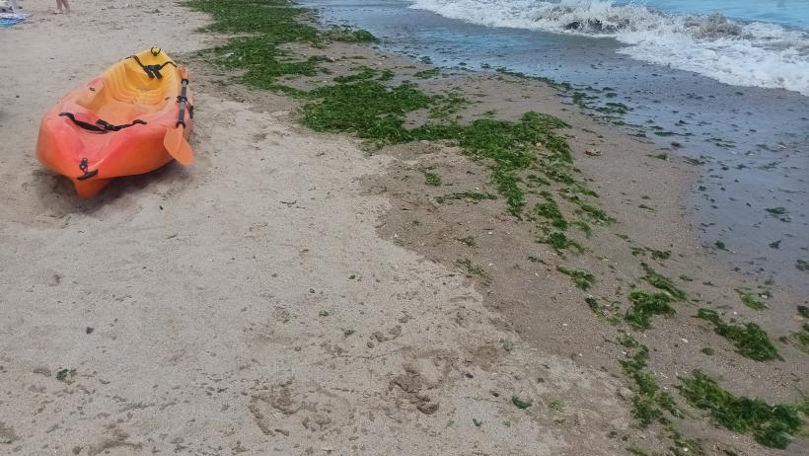 Plajele de pe litoralul românesc, sufocate de alge în putrefacție