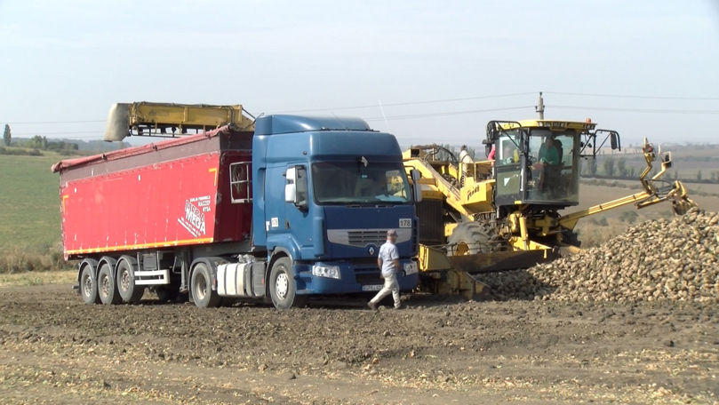 An dificil pentru fermieri: Sfecla de zahăr, afectată de vremea extremă