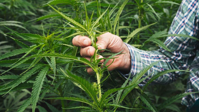 В Молдове упрощается получение разрешений на выращивание конопли.