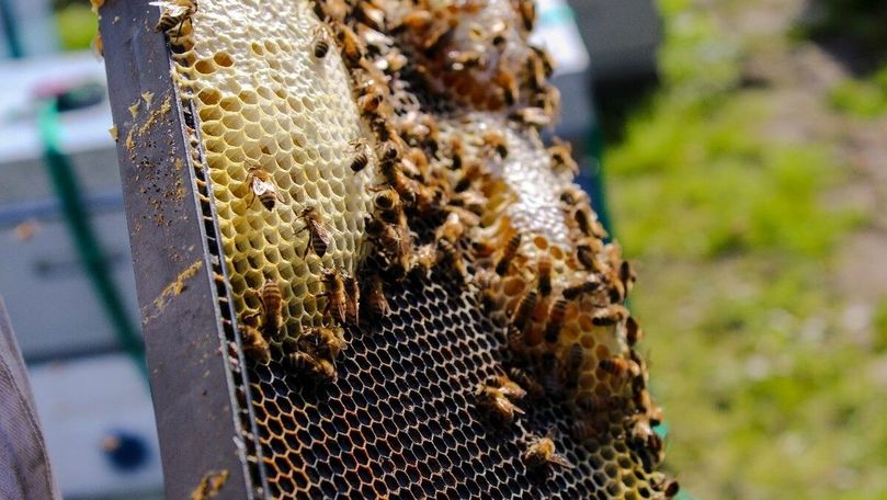 Două documente de stat pentru dezvoltarea apiculturii, aprobate