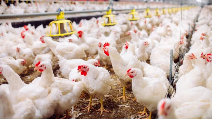 Cel mai mare exportator de carne de pasăre nu mai poate livra către UE