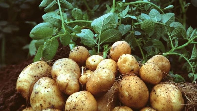 Expert, despre plantarea cartofilor: Ce facem pentru a avea roadă bogată