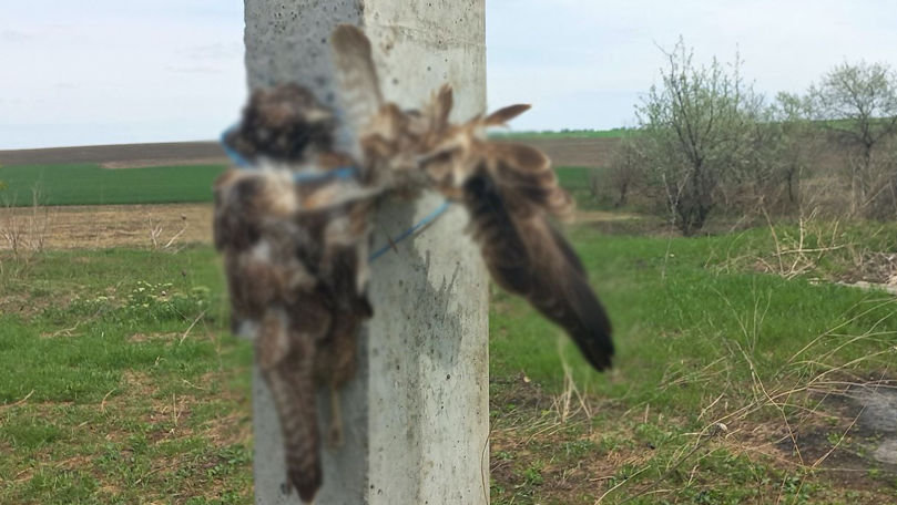 Imagini șocante: Păsări prădătoare, omorâte și legate de stâlpi
