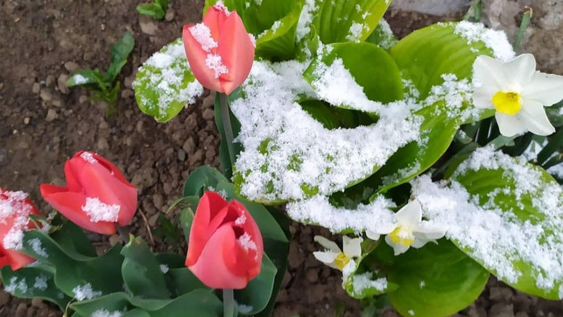 Iarnă în plină primăvară. În regiunea Odesa ninge ca-n povești