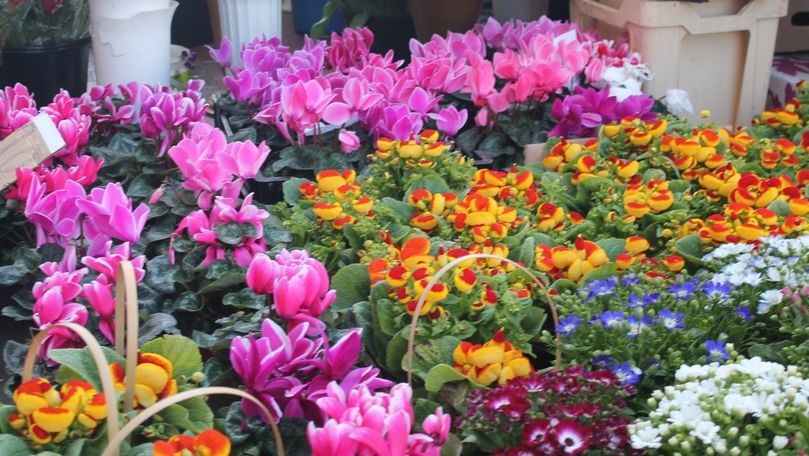 Comercianții de flori din mediul online, amendați de Serviciul Fiscal