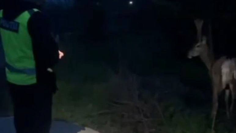 Misiune inedită la Nisporeni: Află cum polițiștii au salvat o căprioară