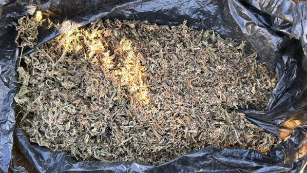 Marijuana de 150.000 de lei, ridicată de la doi bărbați din Edineț