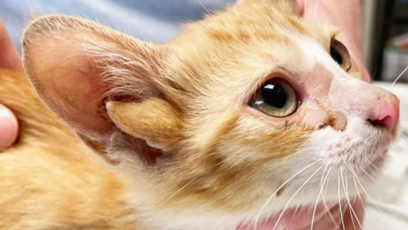 O pisică cu patru urechi a fost salvată de un adăpost pentru animale