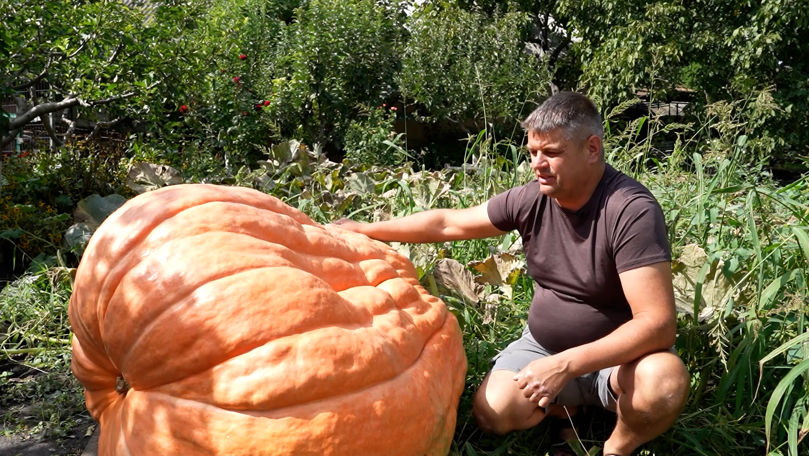Cel mai mare dovleac din țară are 750 de kilograme. Cum a fost crescut