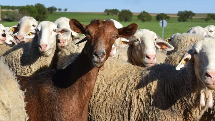 Crescătorii de animale mai au două săptămâni pentru a cere subvenții