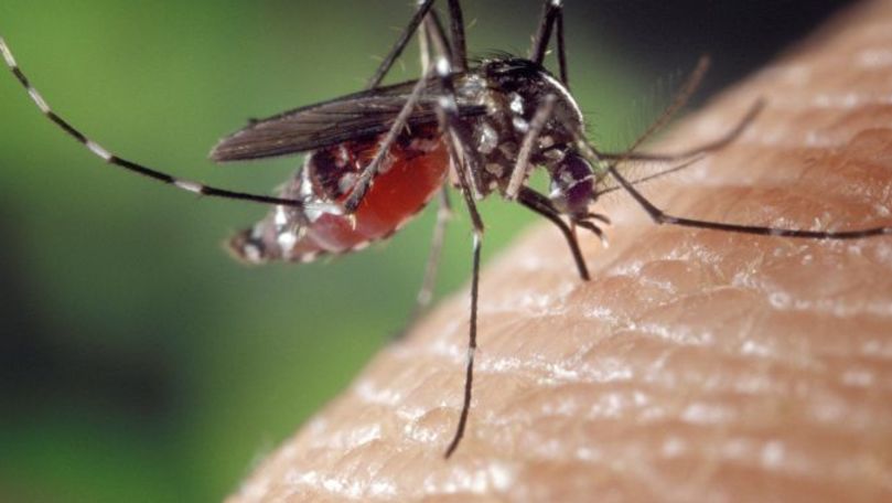 Vaccinul bazat pe saliva de ţânţar ar putea ajuta la următoarea epidemie