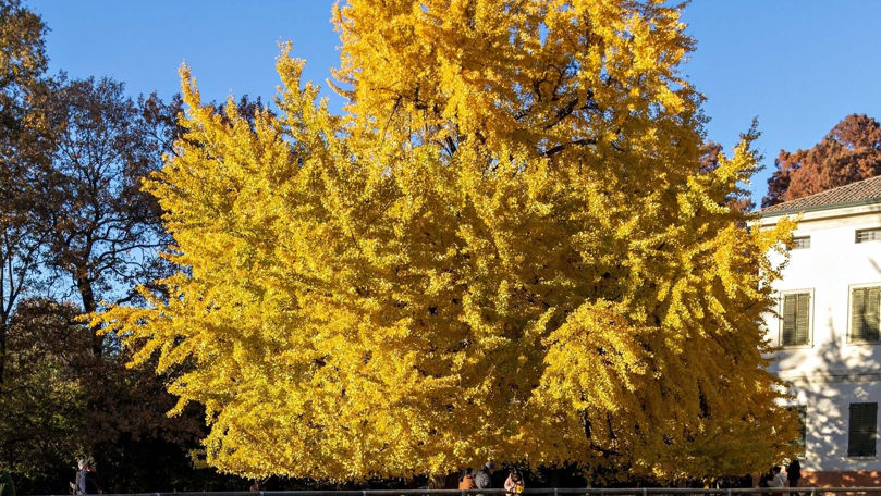 В Кишиневе предложили высадить парк из уникального растения.