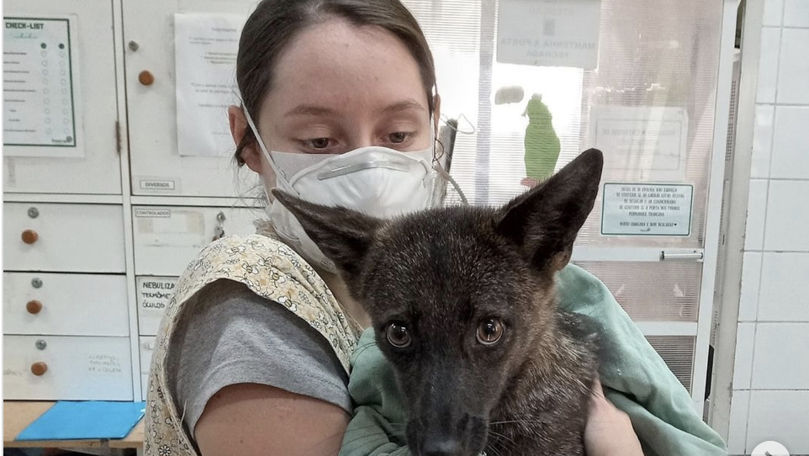 Animalul hibrid care pune în pericol speciile sălbatice
