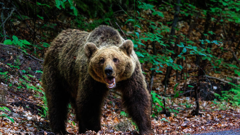 România: Un bărbat a fost atacat de urs într-un sat din județul Prahova