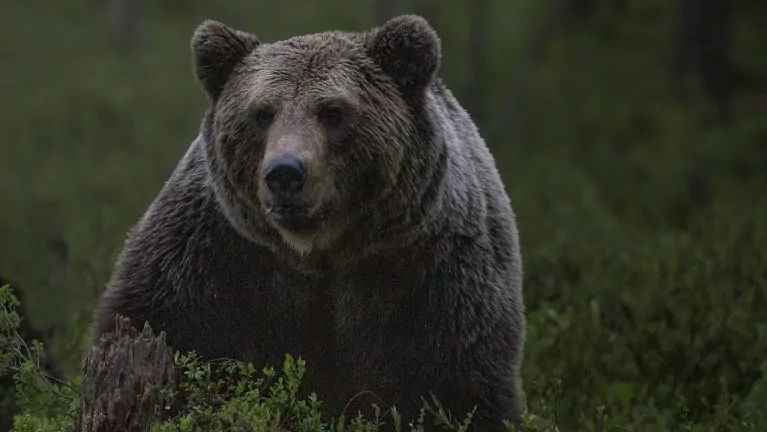 O turistă din România a fost omorâtă de un urs